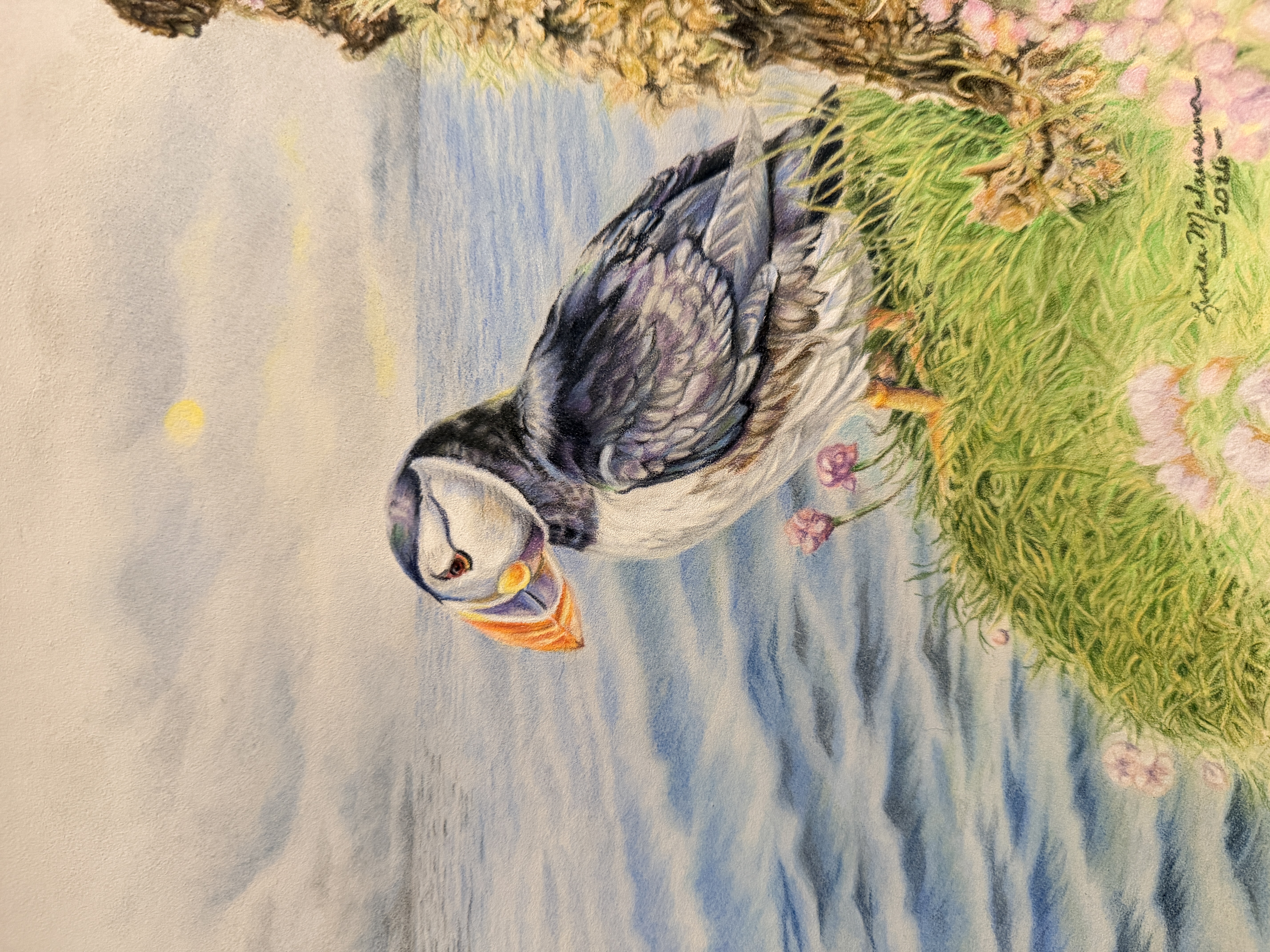 Puffin
