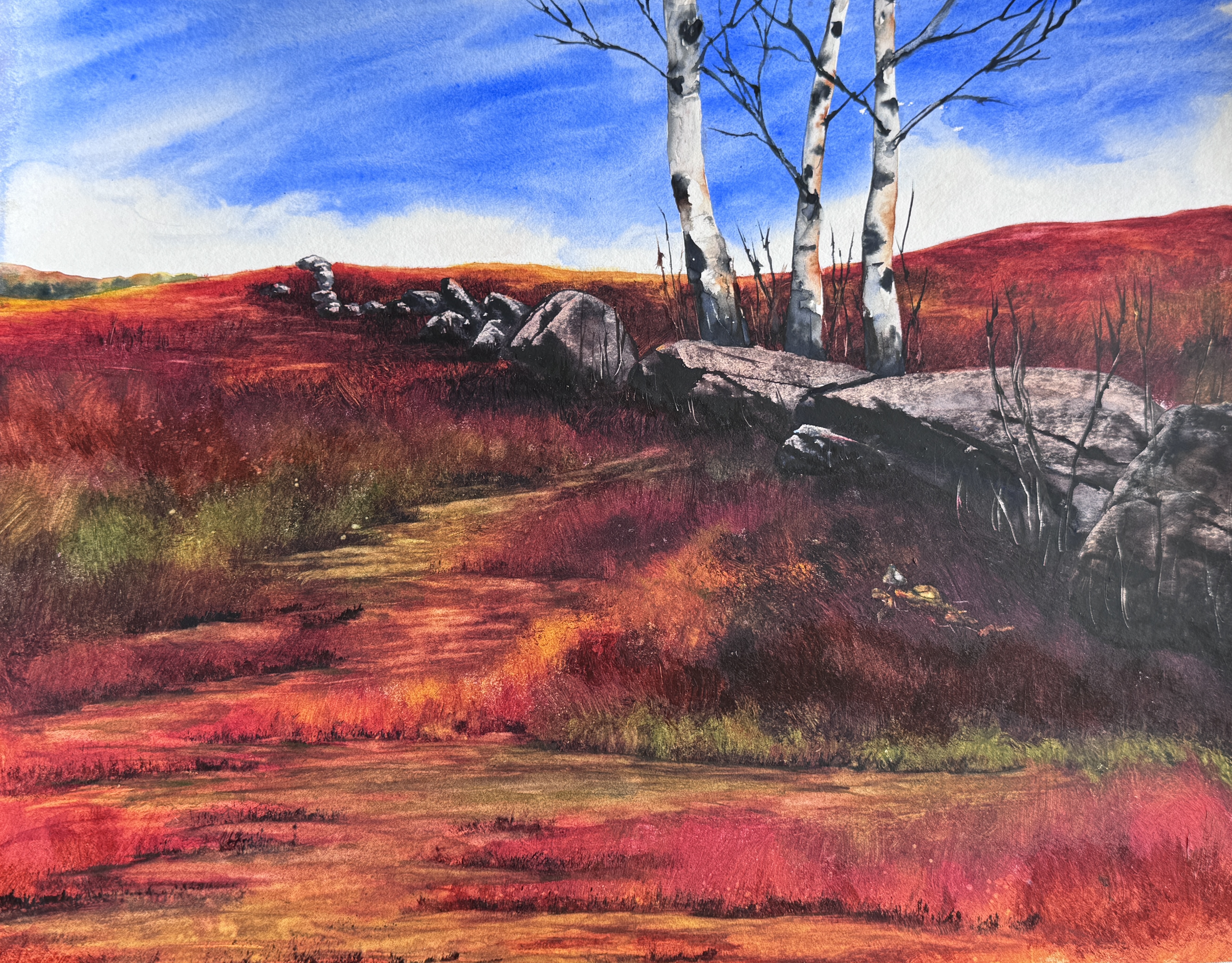 Blueberry Field in Franklin with Birches
