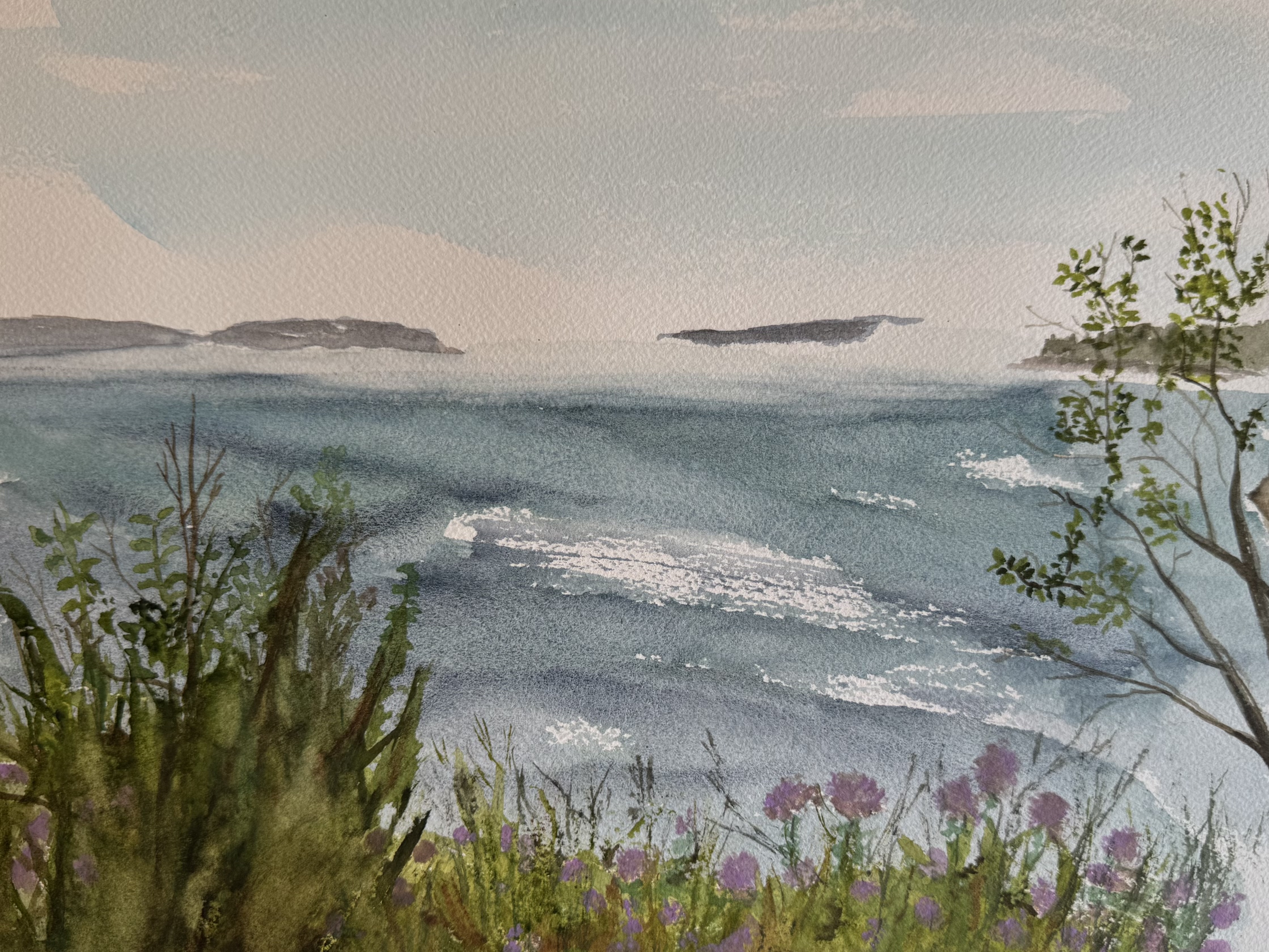 Flowering Vetch on Milbridge beach